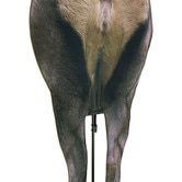 Montana Decoy Backcountry Elk Decoy